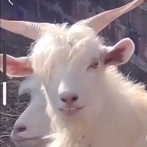 Meet your Posher, Teddy